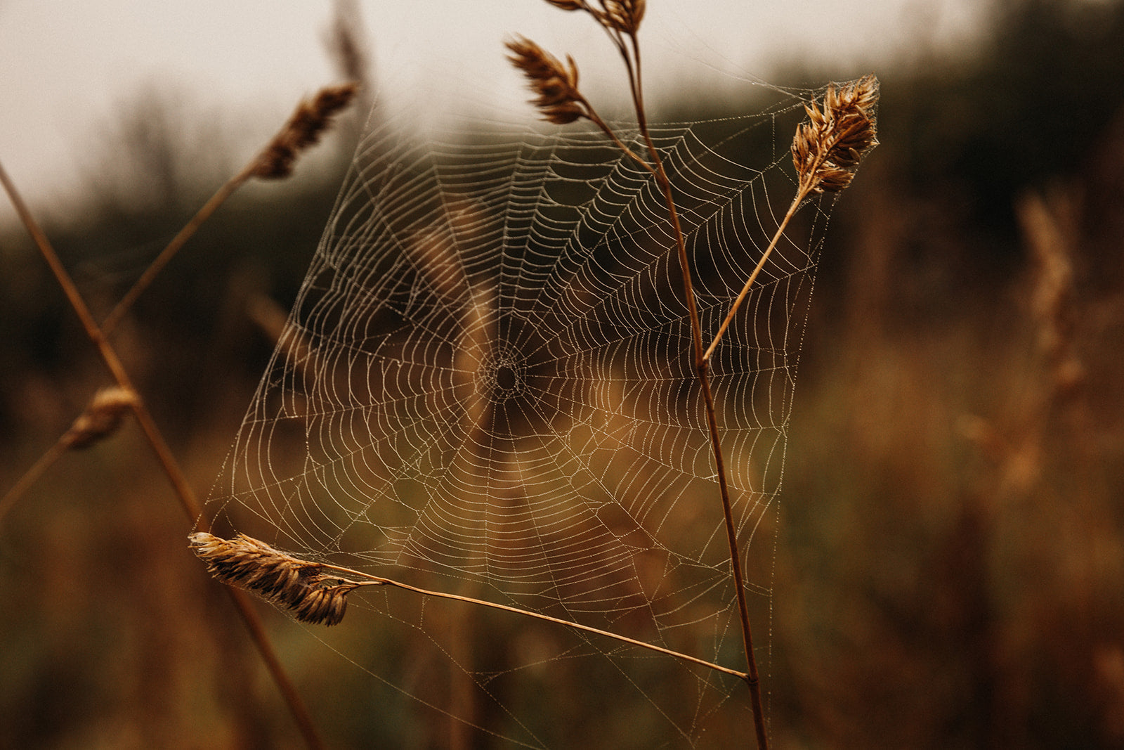 Hallowtide Collection