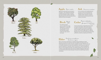 The Green Witch Illustrated