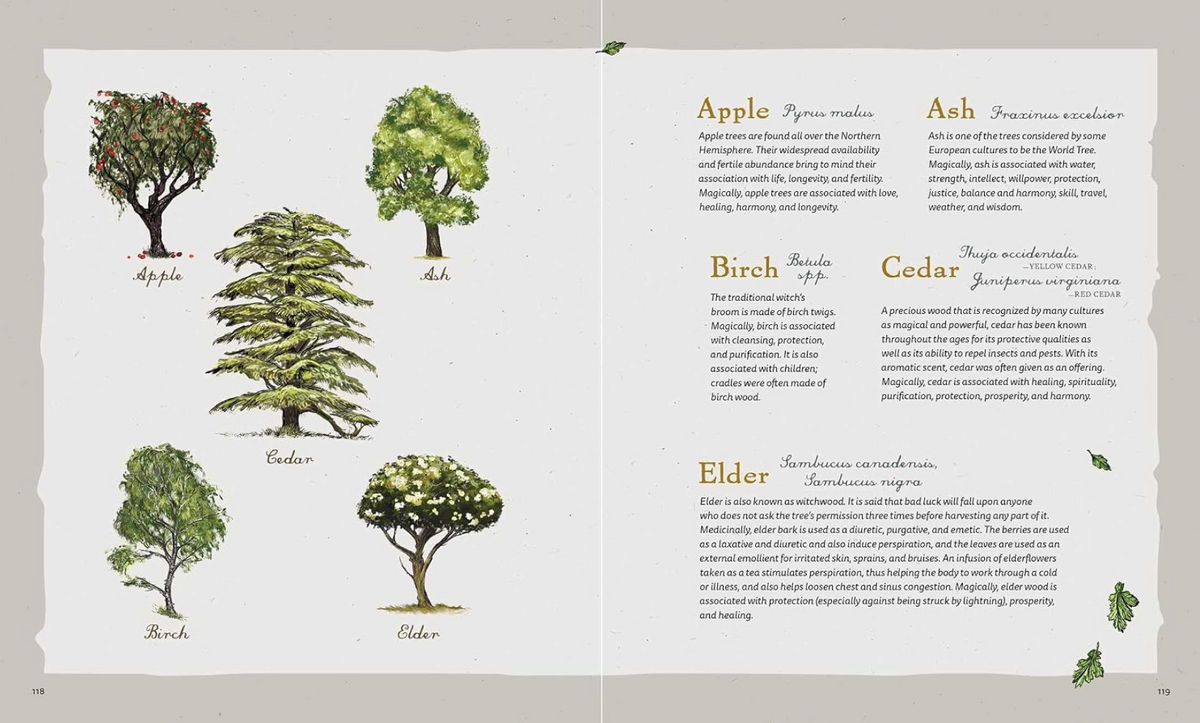 The Green Witch Illustrated