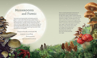 The Green Witch Illustrated